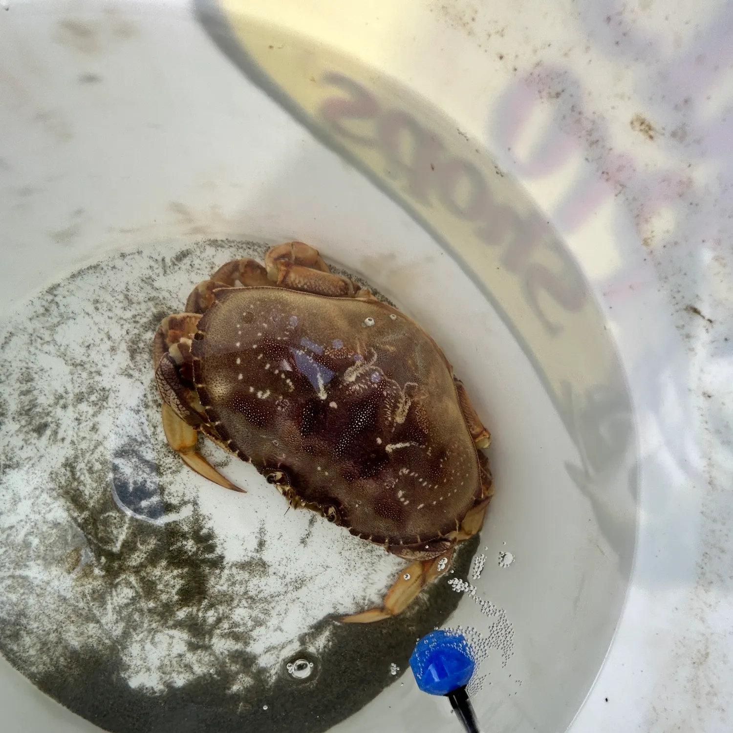 The most recent Dungeness crab catches on Fishbrain