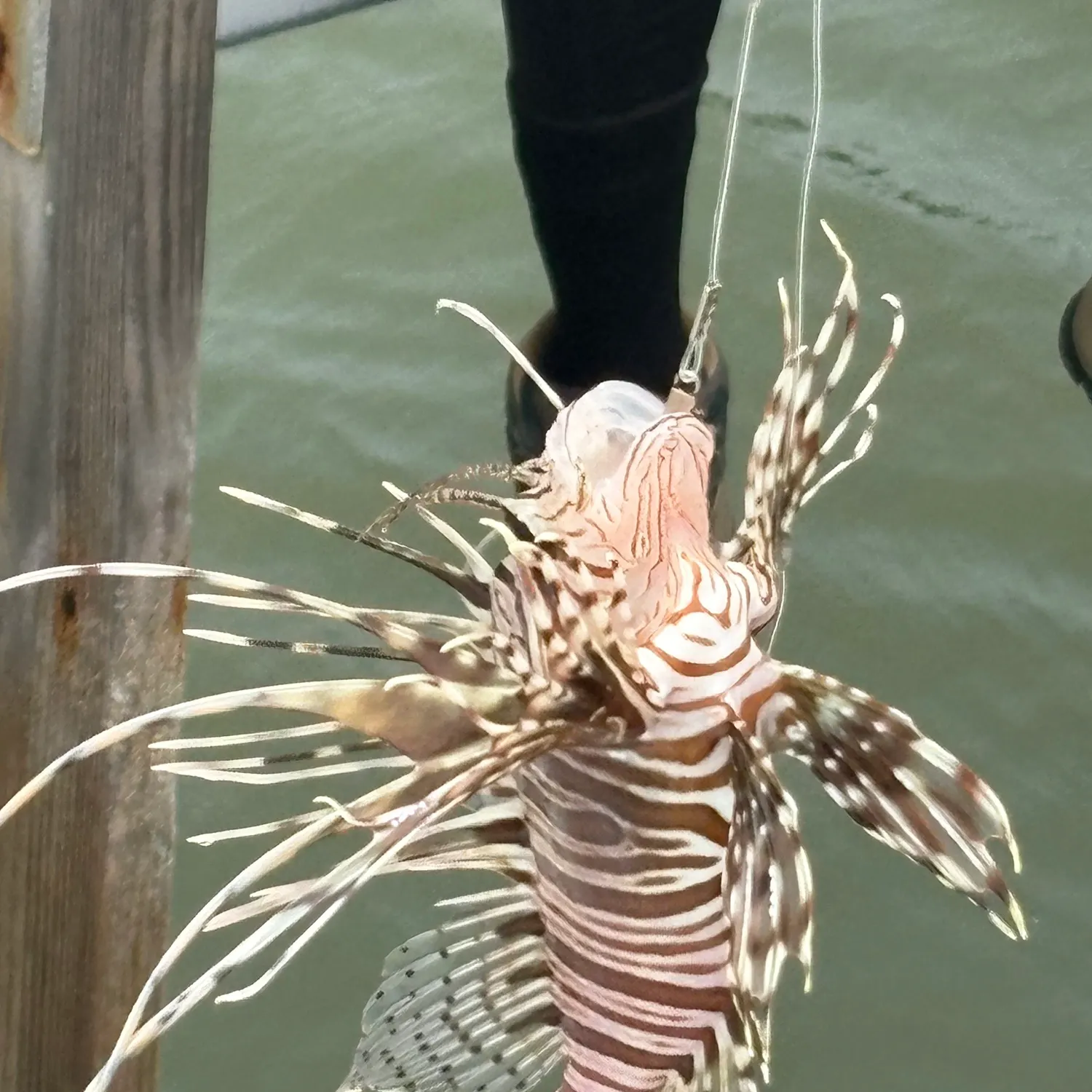 The most recent Red lionfish catches on Fishbrain