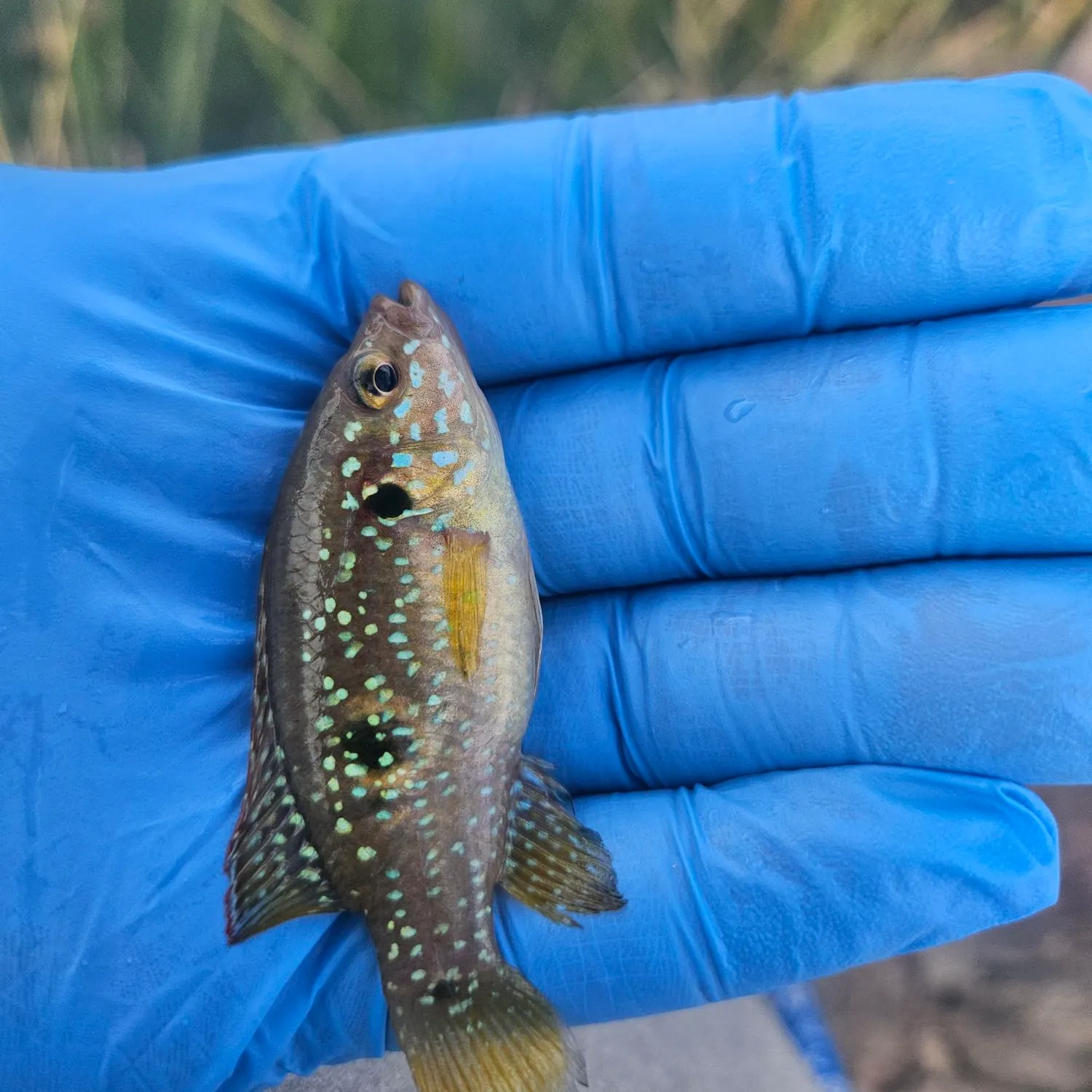 The most recent African Jewelfish catches on Fishbrain