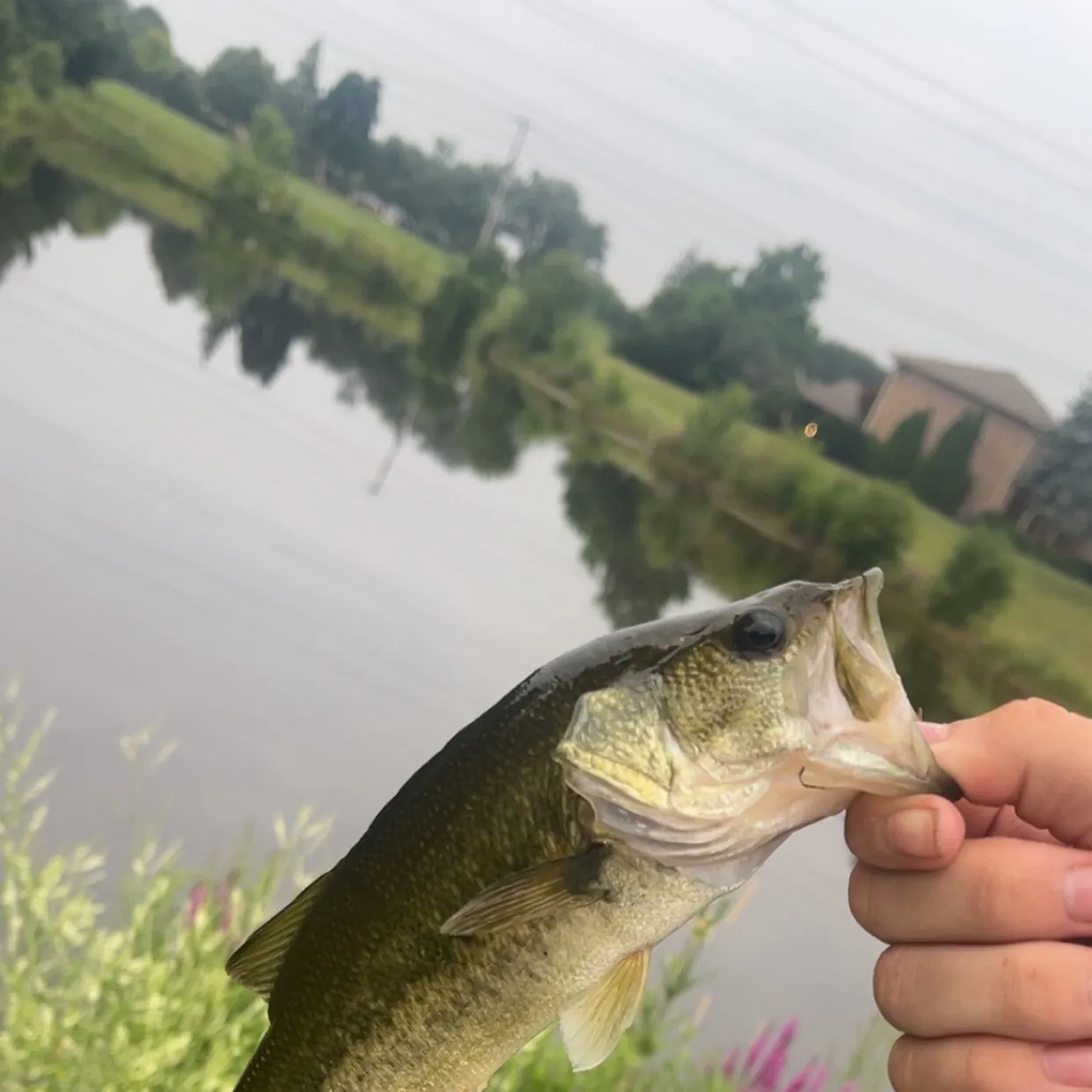 Largemouth bass caught on Fishbrain
