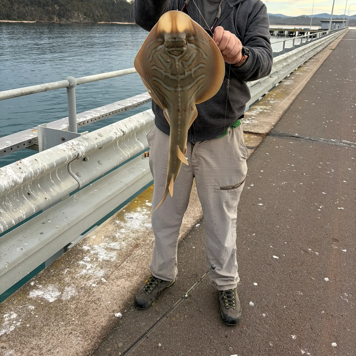 The most recent Southern fiddler catches on Fishbrain