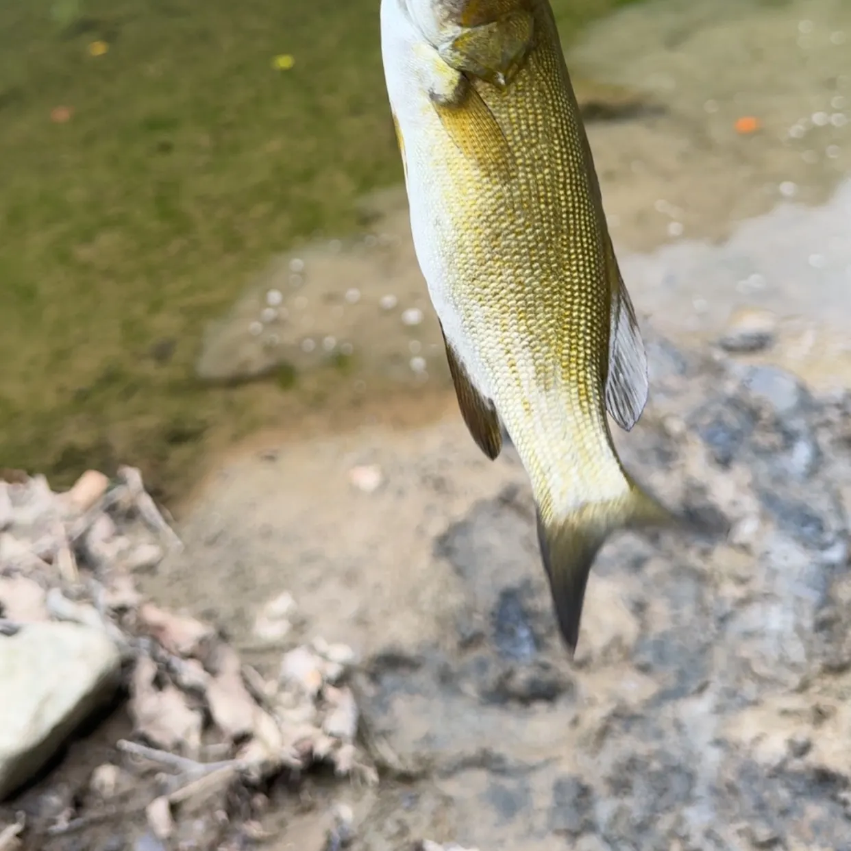 Smallmouth bass caught on Fishbrain