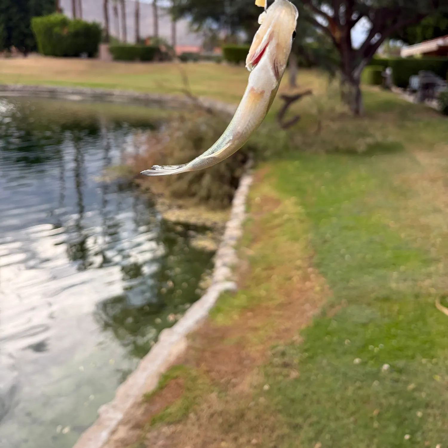 Fish caught on Fishbrain