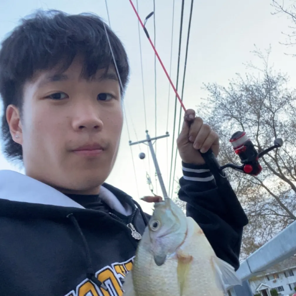 Bluegill caught on Fishbrain