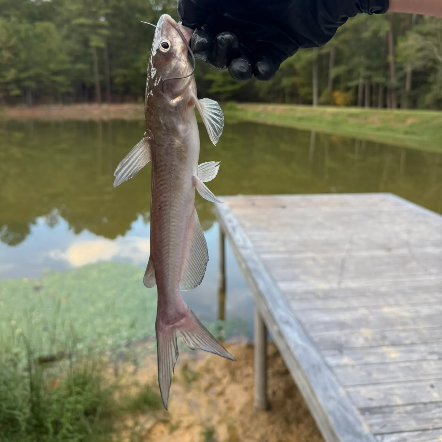 Channel catfish caught on Fishbrain