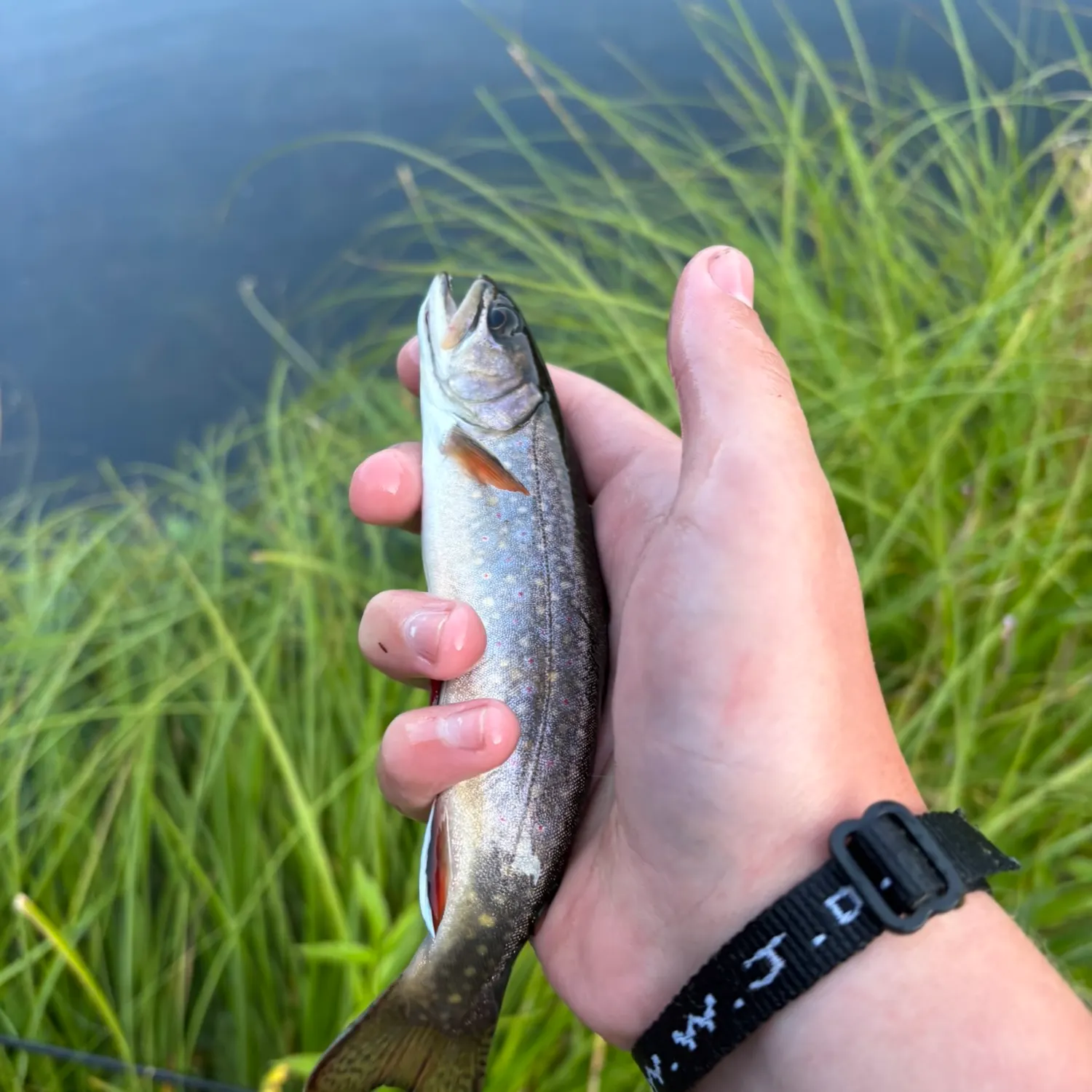 Brook trout caught on Fishbrain