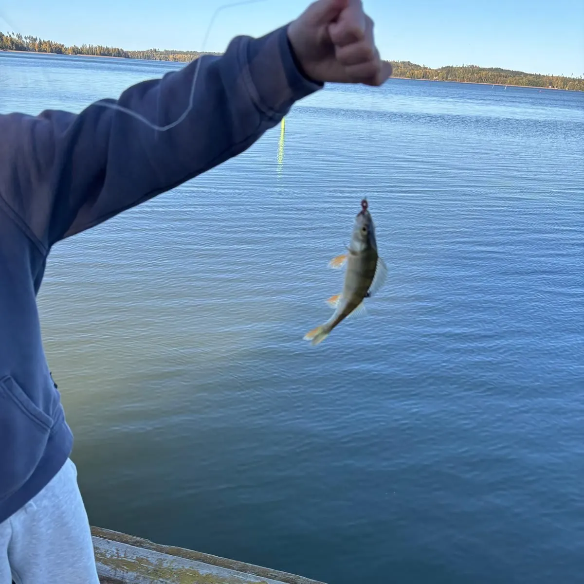 European perch caught on Fishbrain