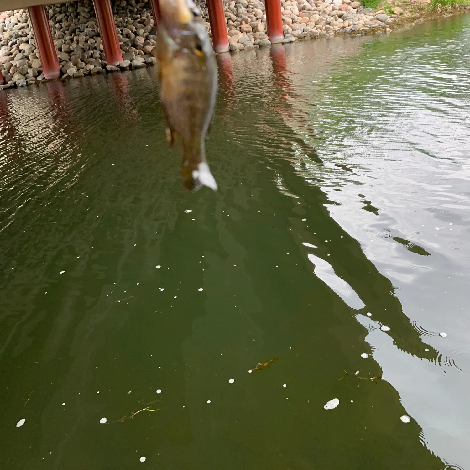 The most recent Banded sunfish catches on Fishbrain