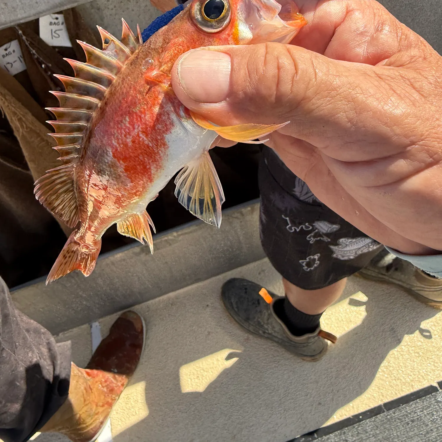 The most recent Halfbanded rockfish catches on Fishbrain