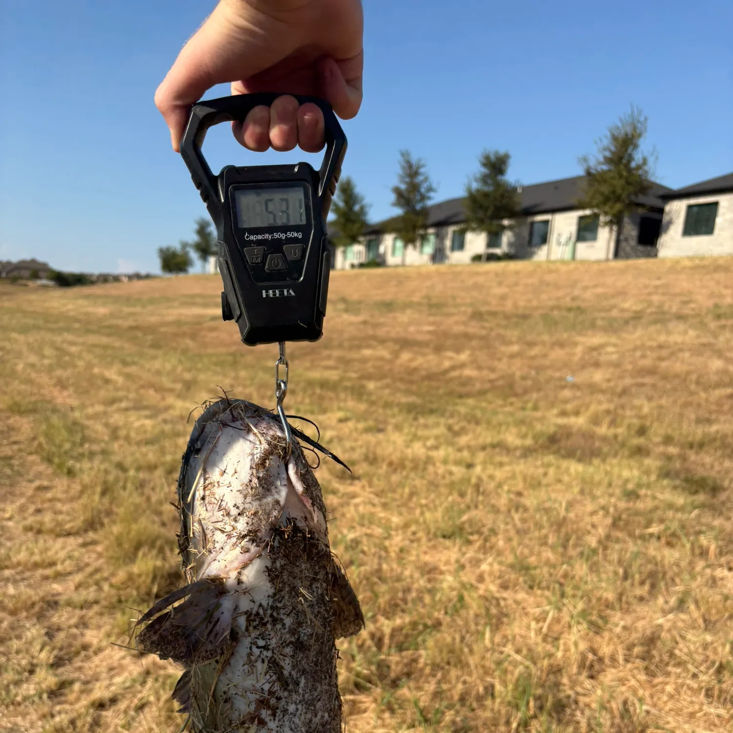 Channel catfish caught on Fishbrain