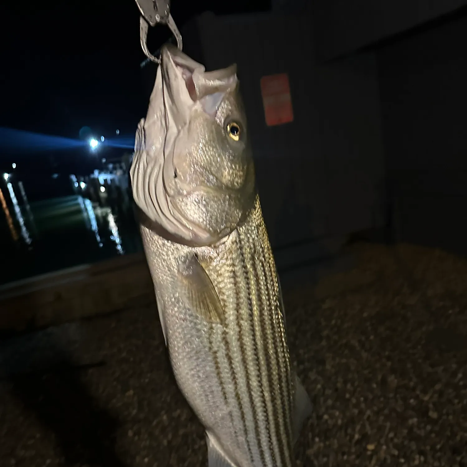 angler catch