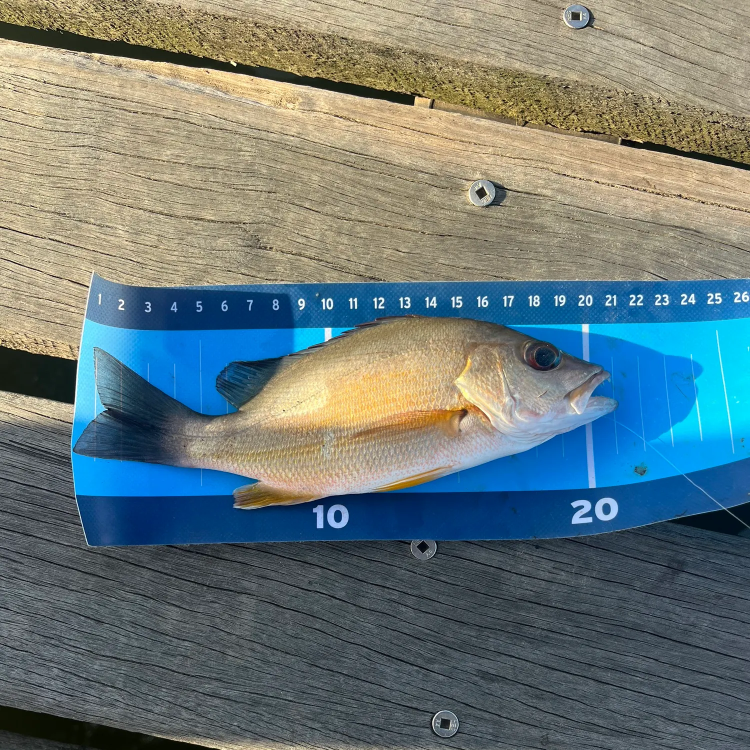 Moses perch caught on Fishbrain