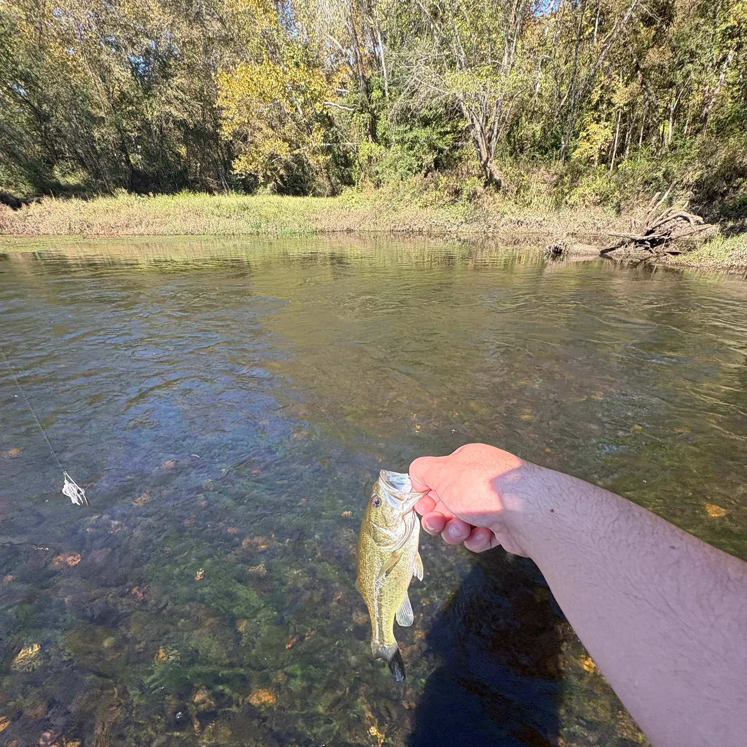 Spotted bass caught on Fishbrain
