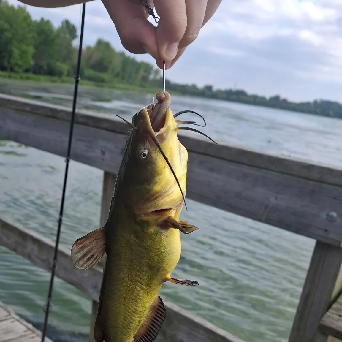 Black bullhead caught on Fishbrain