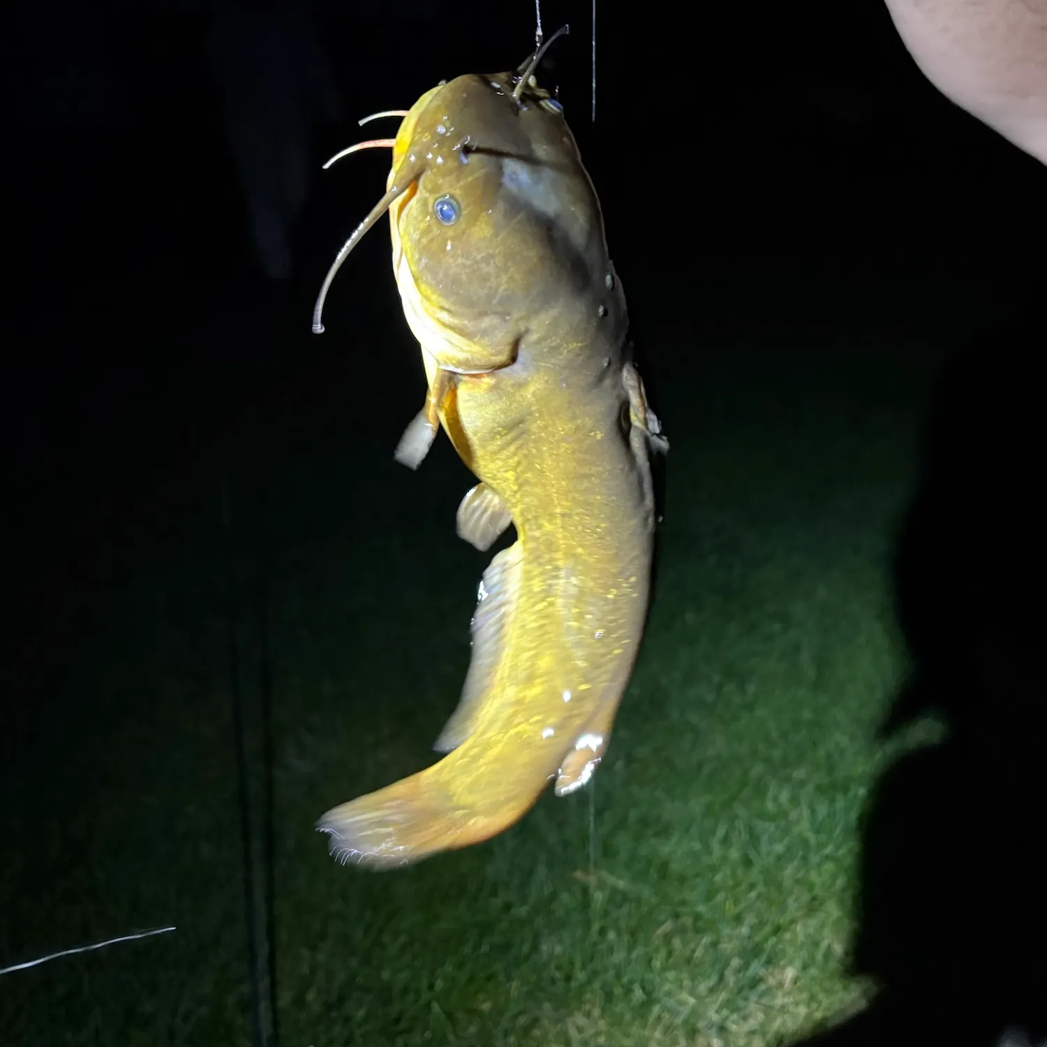 Yellow bullhead caught on Fishbrain