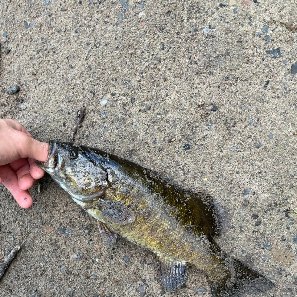 Smallmouth bass caught on Fishbrain