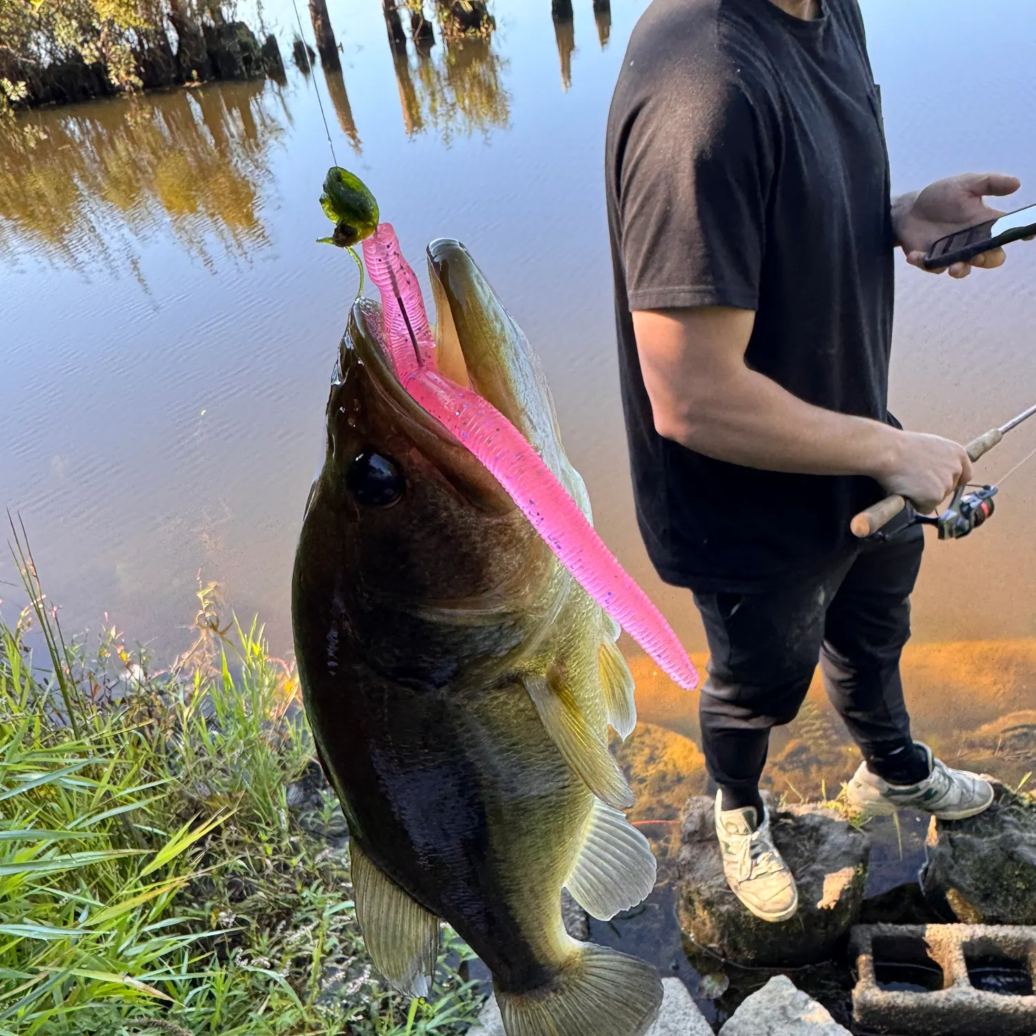Largemouth bass caught on Fishbrain
