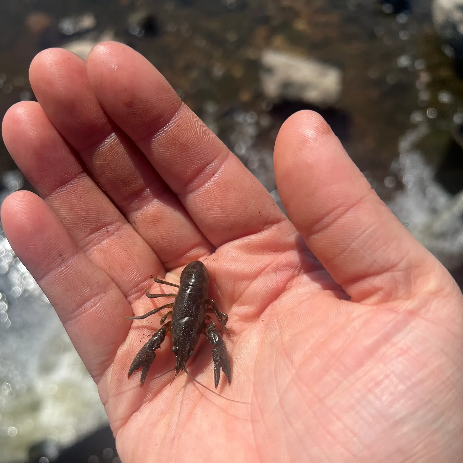 The most recent Northern clearwater crayfish catches on Fishbrain