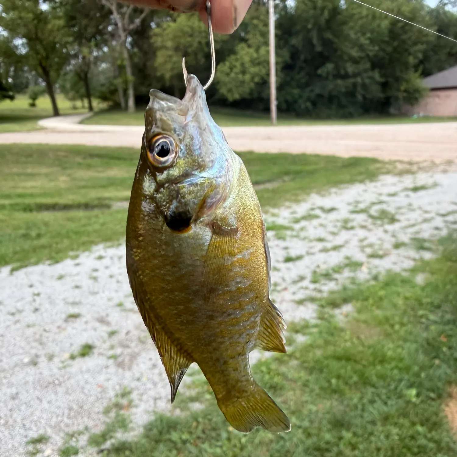 Greengill hybrid caught on Fishbrain