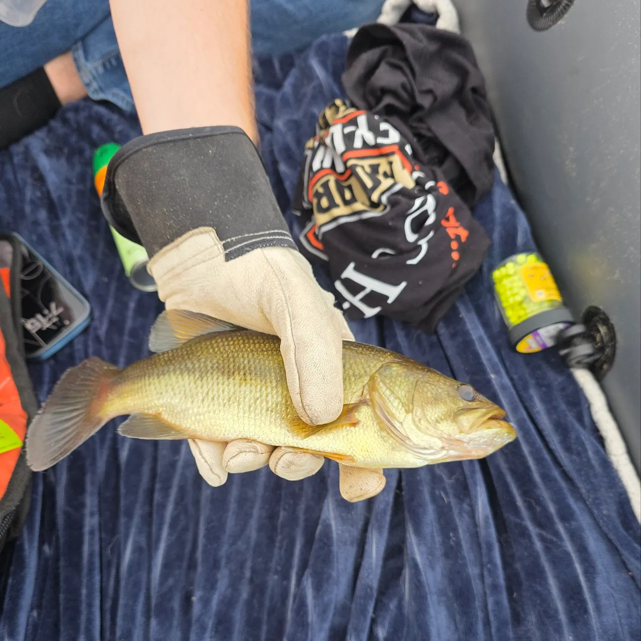 Smallmouth bass caught on Fishbrain