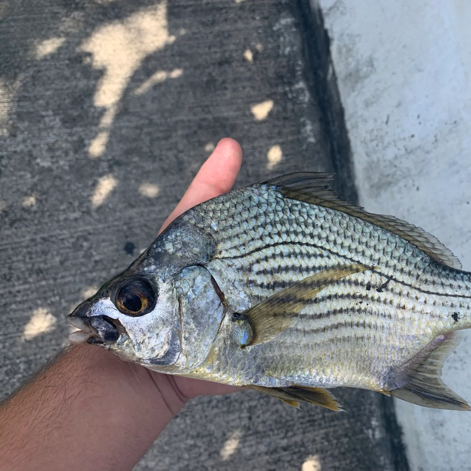 The most popular recent Striped mojarra catch on Fishbrain