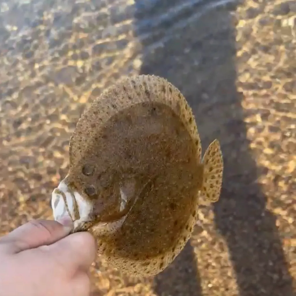 The most recent European flounder catches on Fishbrain