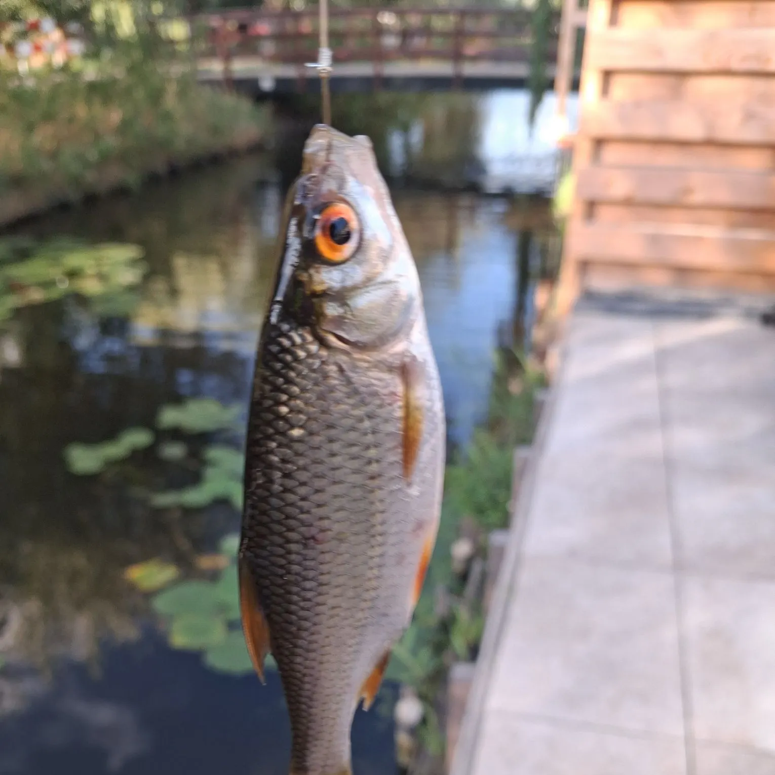 Common roach caught on Fishbrain