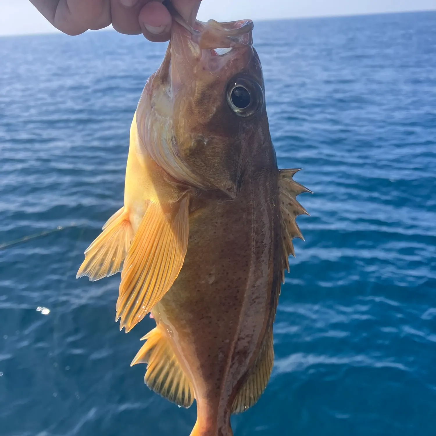 The most recent Speckled rockfish catches on Fishbrain