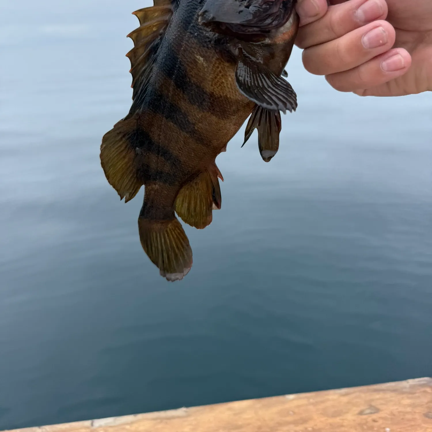 The most recent Treefish catches on Fishbrain