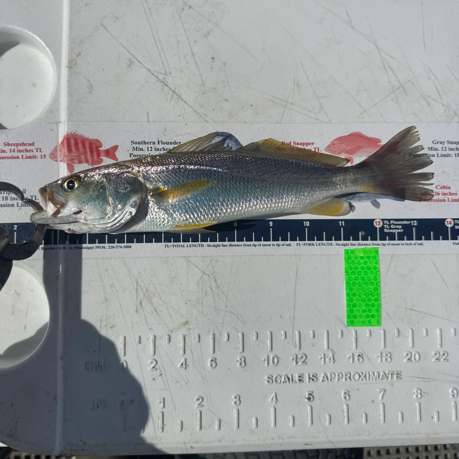 Sand seatrout caught on Fishbrain