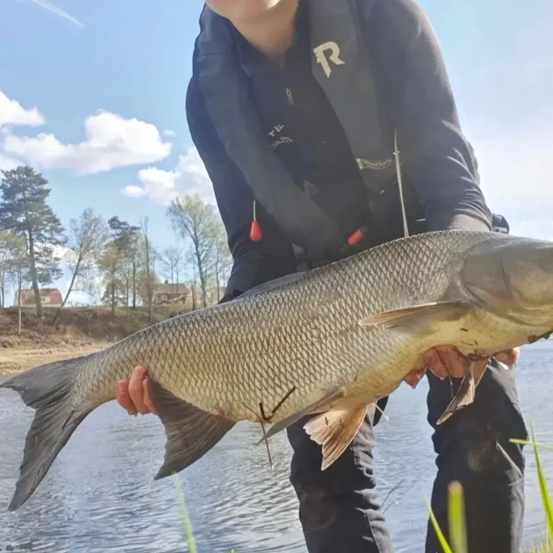 The most recent Asp catches on Fishbrain