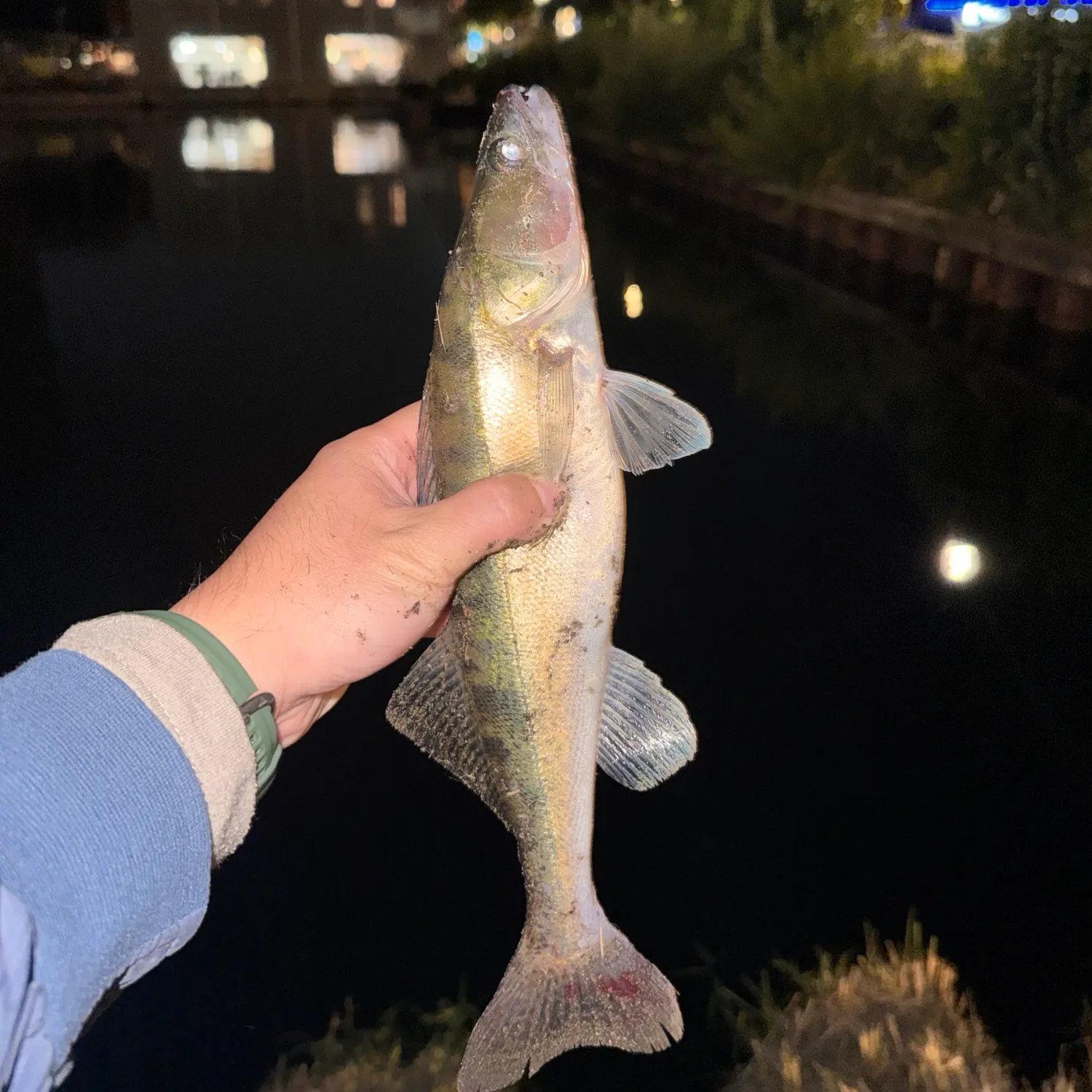 Zander caught on Fishbrain
