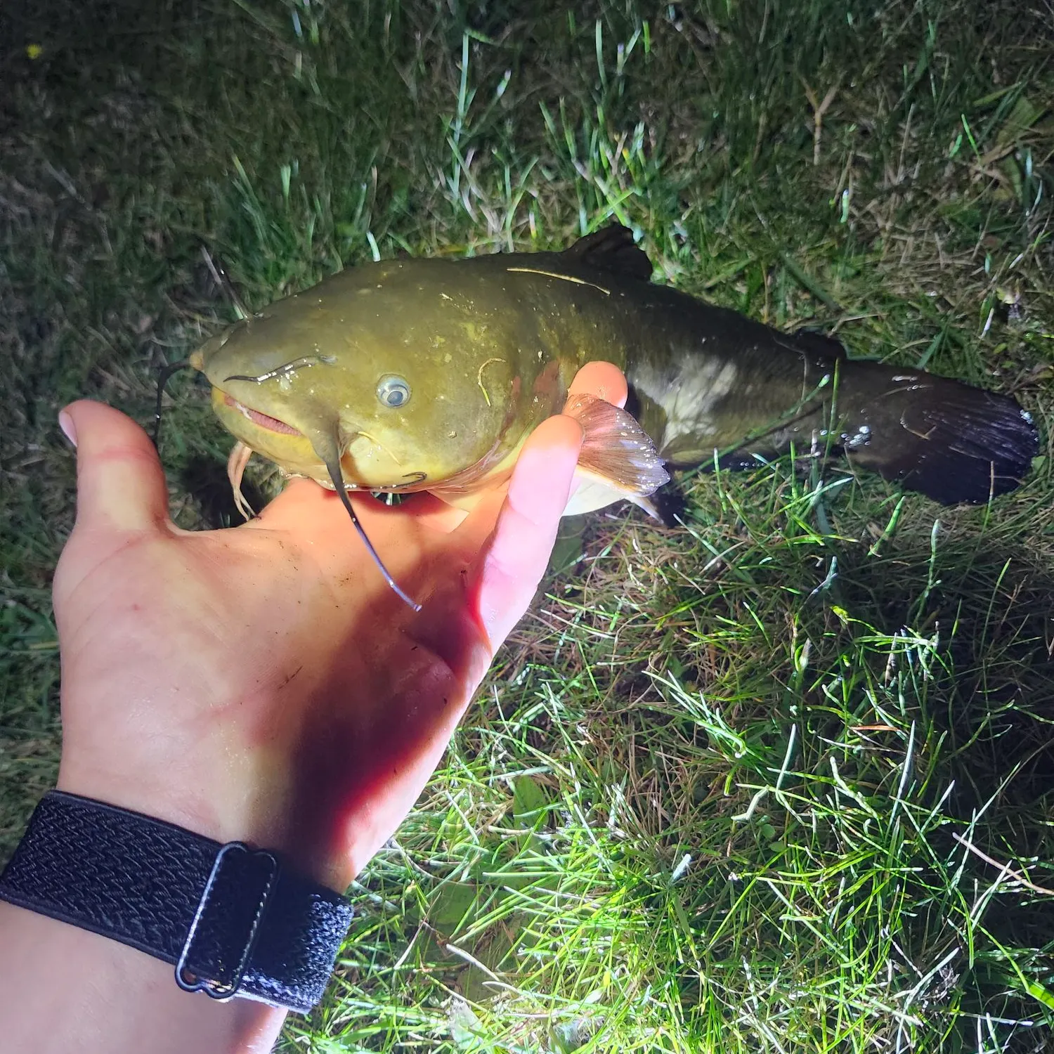 Yellow bullhead caught on Fishbrain