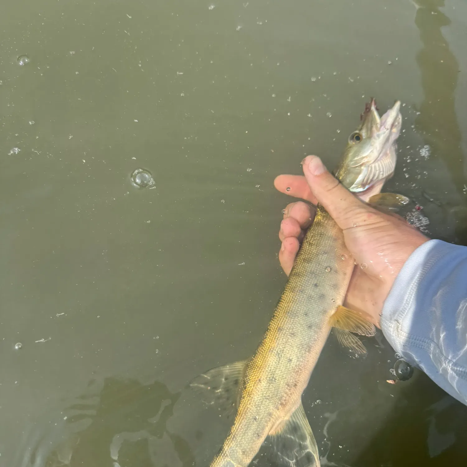 Muskie caught on Fishbrain