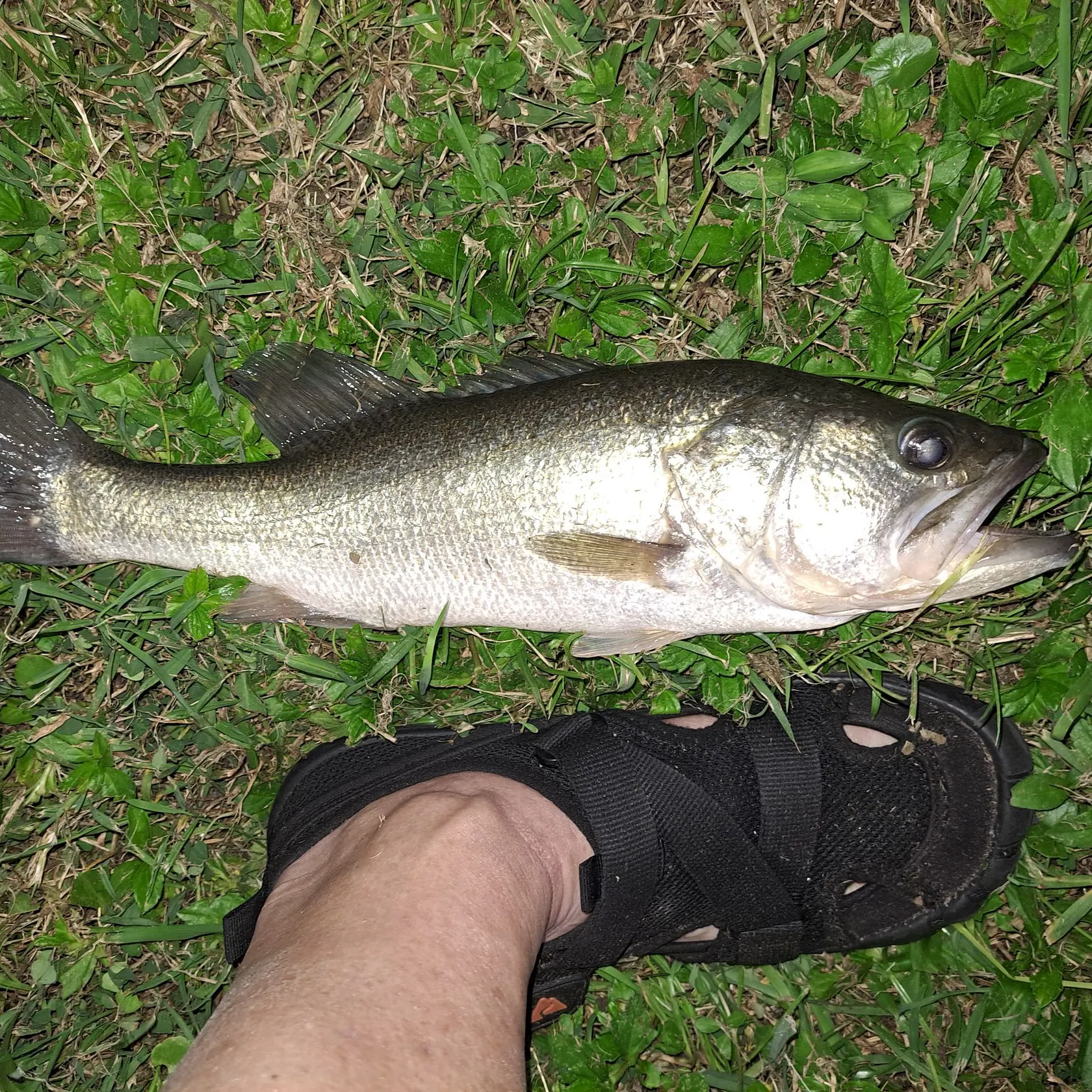 Largemouth bass caught on Fishbrain