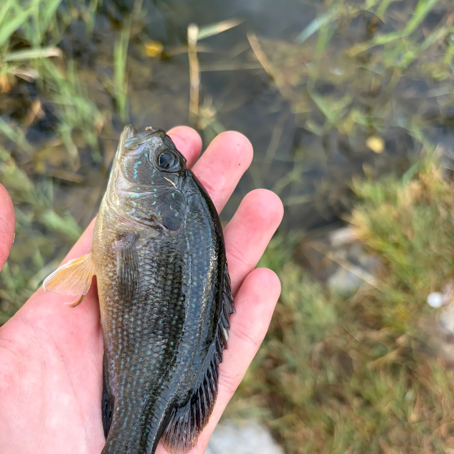 Green sunfish caught on Fishbrain