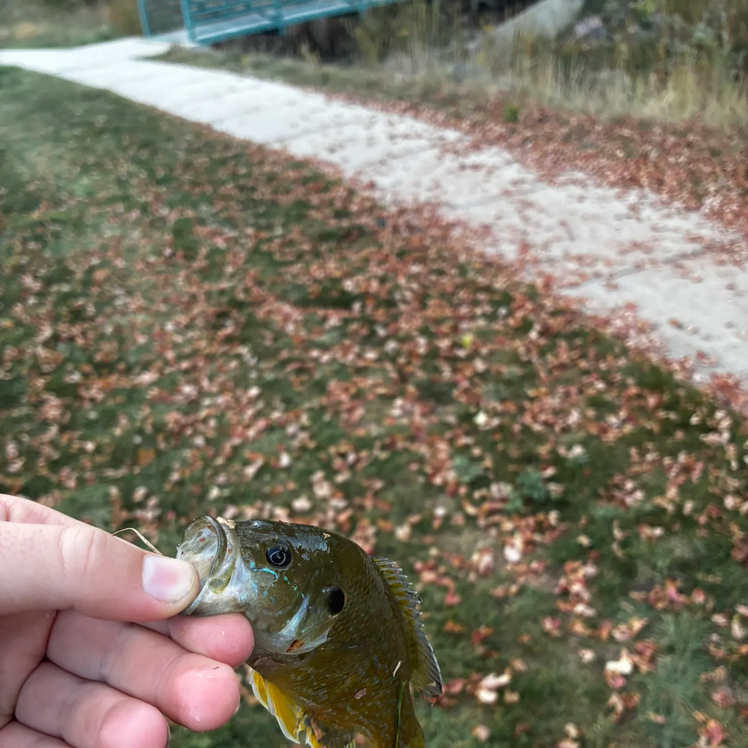 Green sunfish caught on Fishbrain