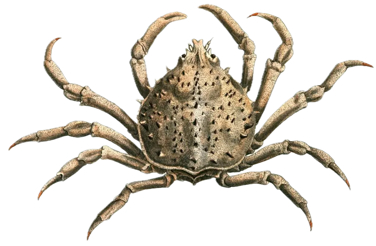 Portly spider crab