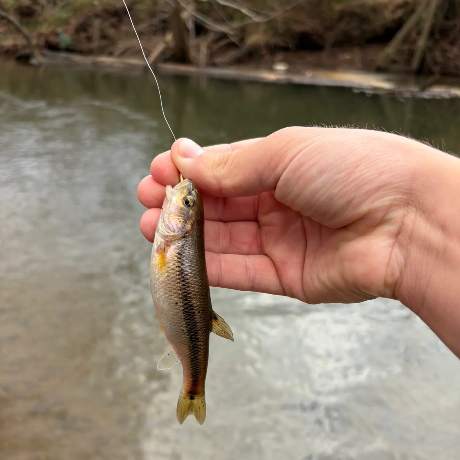 The most recent Bigmouth chub catches on Fishbrain