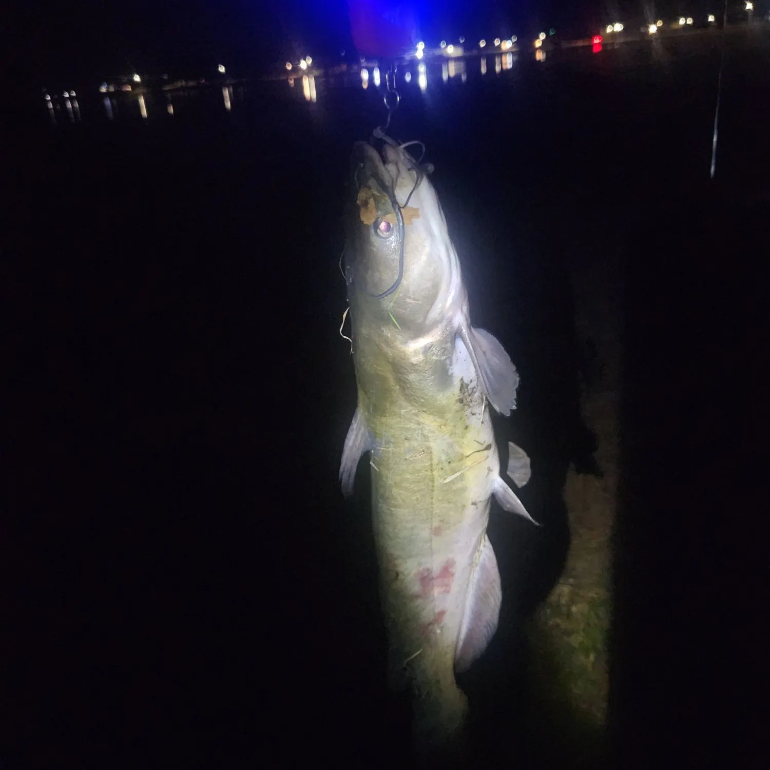 Channel catfish caught on Fishbrain