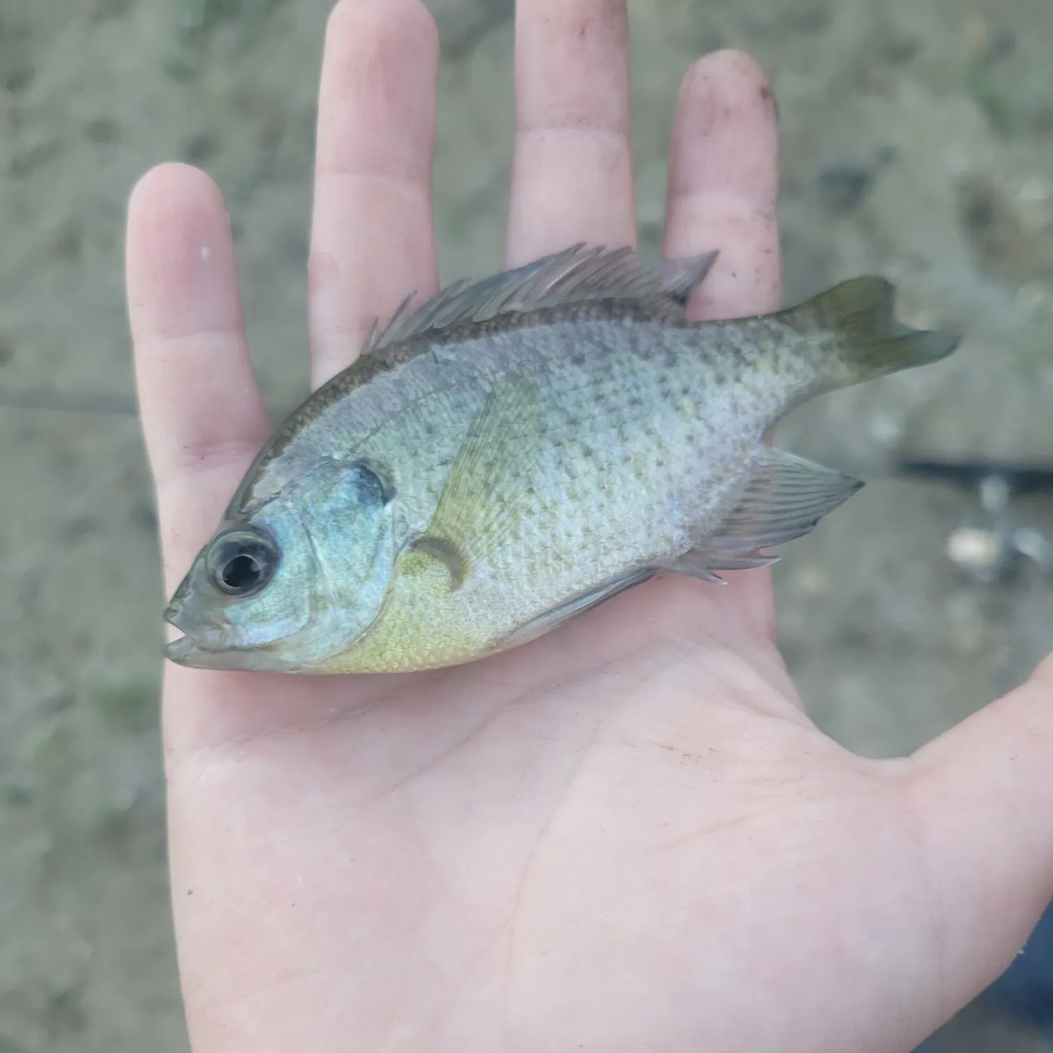 Bluegill caught on Fishbrain