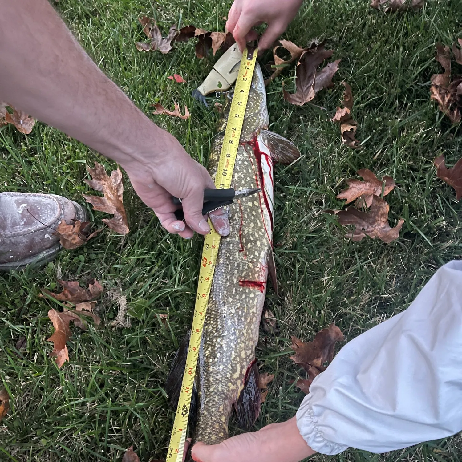 Northern pike caught on Fishbrain