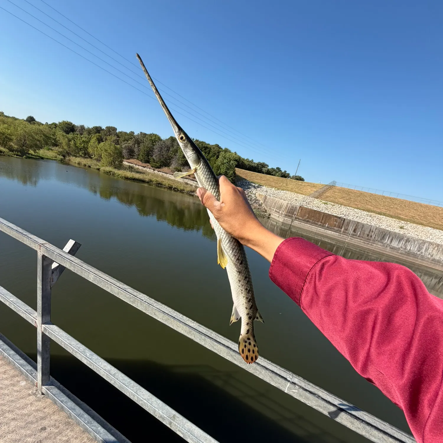 Longnose gar caught on Fishbrain
