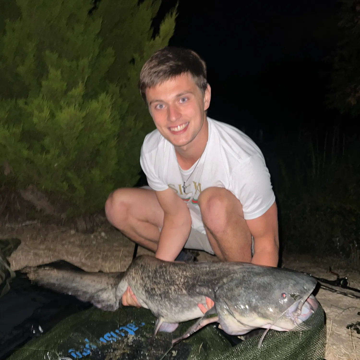 Wels catfish caught on Fishbrain