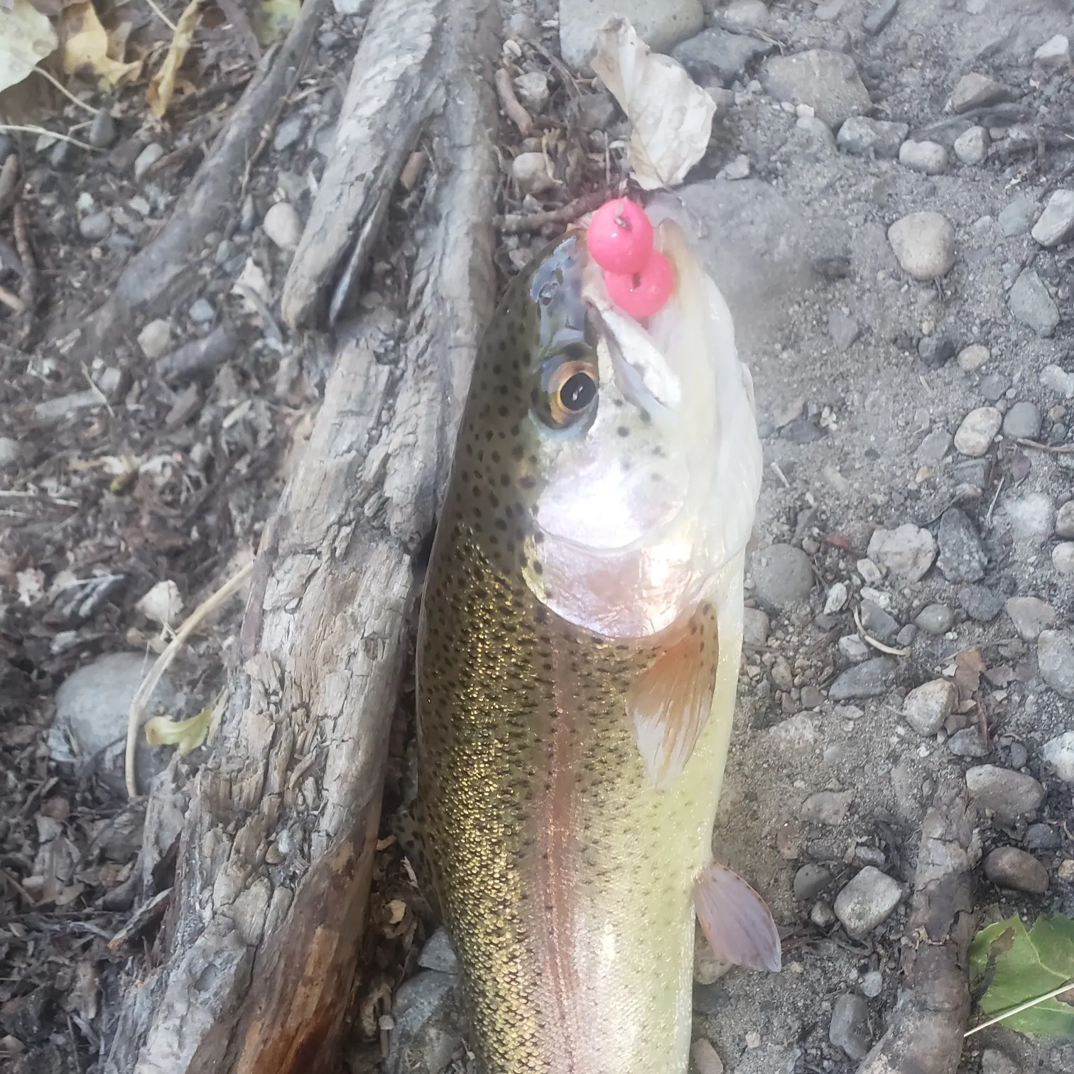 Fish caught on Fishbrain