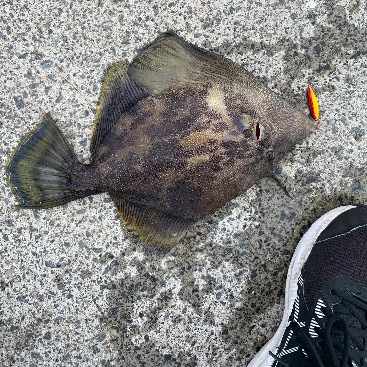 The most popular recent Large-scaled leatherjacket catch on Fishbrain