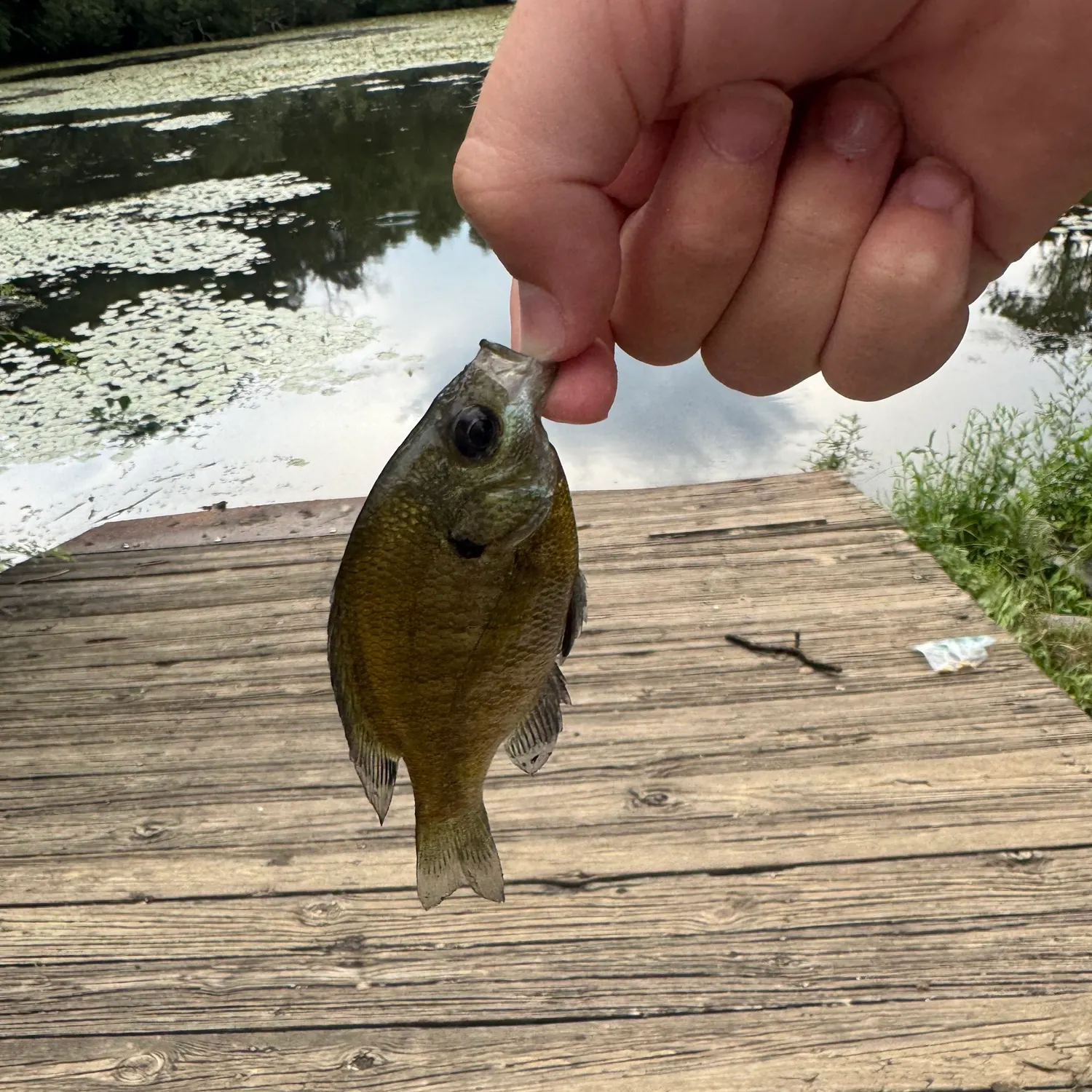 Bluegill caught on Fishbrain