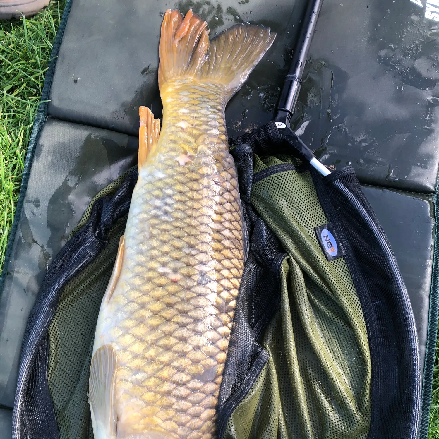 Common carp caught on Fishbrain