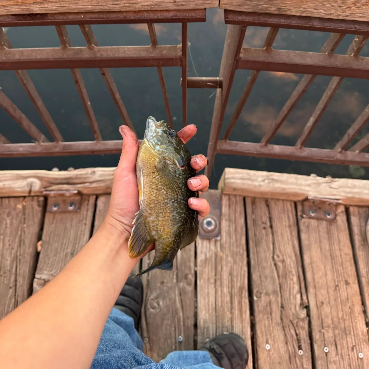 Greengill hybrid caught on Fishbrain