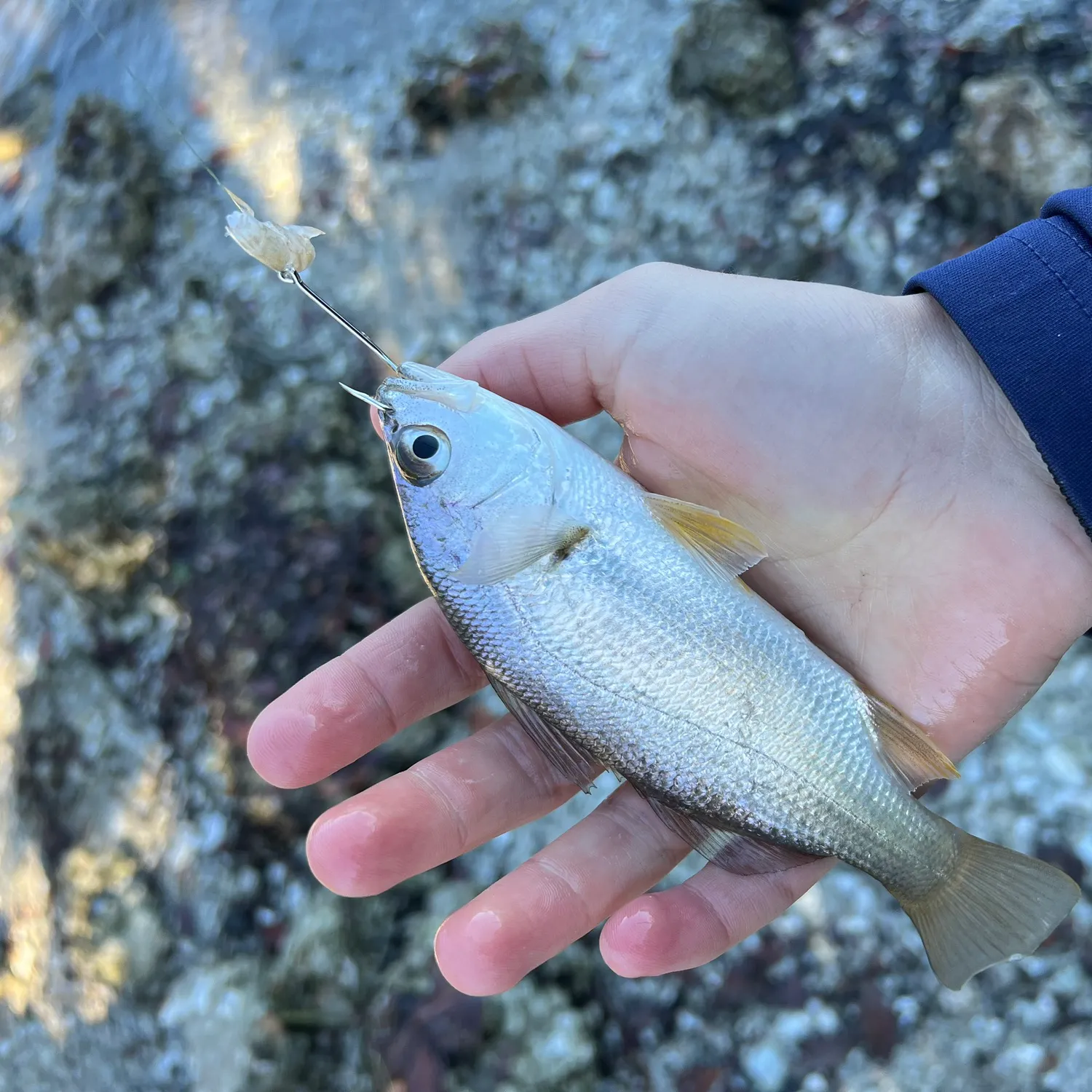 The most recent Sand seatrout catches on Fishbrain